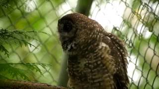 An Introduction to the Northern Spotted Owl Breeding Program