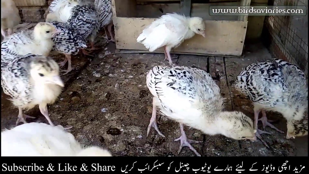 Turkey Bird chiks For Sale Turkey Chicks Healthy Active Breed YouTube
