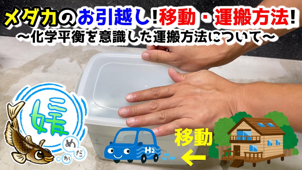 How to transport medaka! Various containers and methods - Is