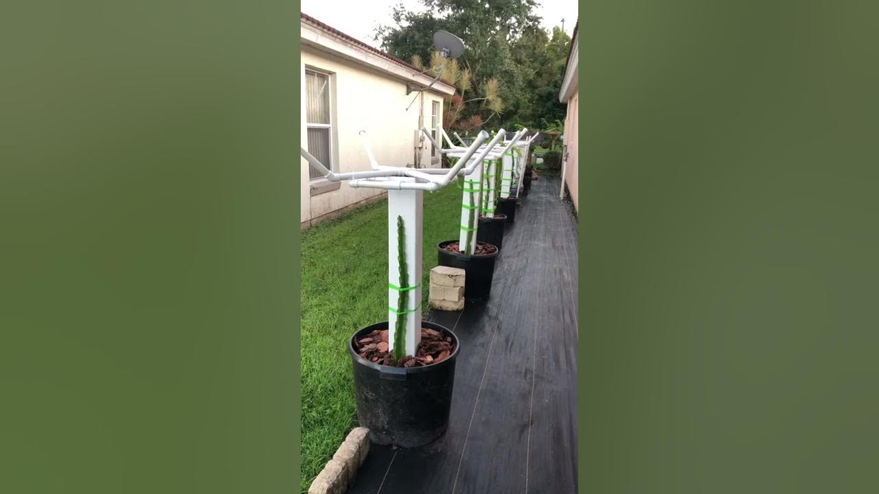 Awesome dragon fruit trellis (part 2) YouTube