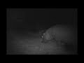Hungry hippos on Bushnell Trophy Cam 119455C