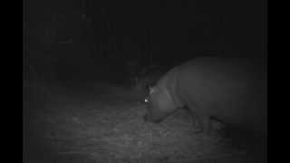 Hungry hippos on Bushnell Trophy Cam 119455C