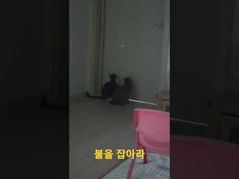 다시 올림 #고양이일상 #유기묘입양