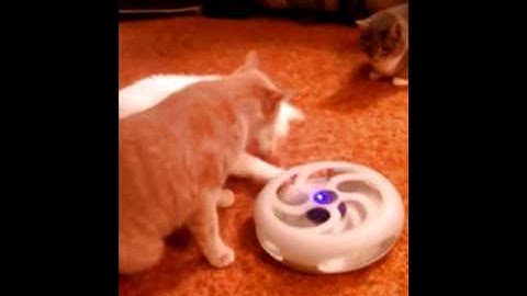 Petlinks Stir Crazy Toy  (Created with @Magisto)