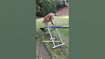 Dog Overcomes His Biggest Fear in Agility | Goldie Swag FAM | #goldenretriever #dogshorts