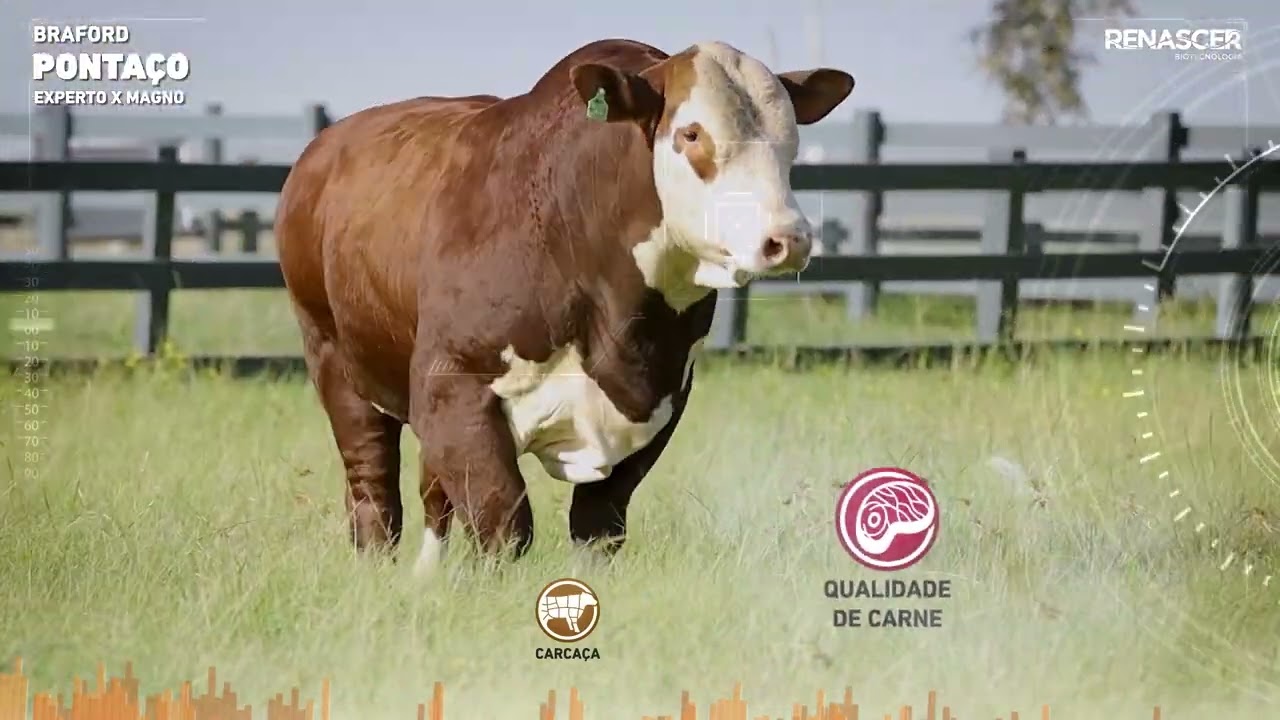 Reprodutor Pontaço Braford - Sêmen Bovino - Renascer Biotecnologia