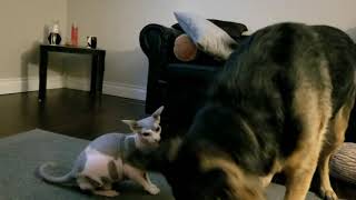 Sphynx Cat Blaze Fights German Sheppard Mika