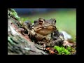 Mindoro Tree Frog