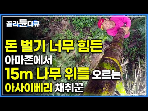 경력자도 항상 겁나는 현장입니다ㅣ15m 나무 위에서 개미떼, 모기떼를 맨몸으로 견디며 돈을 버는 <strong>아사이베리</strong> 채취꾼ㅣ아마존 극한직업ㅣ#골라듄다큐