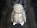 Jellycat Bretti Yeti plush! HOW ADORABLE!