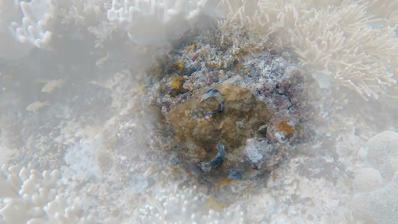 Raja Ampat   Chapter 3