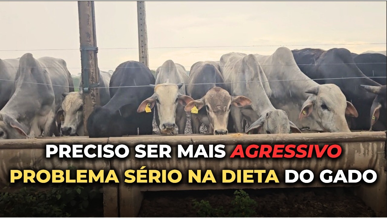 Preciso ser mais agressivo | Um problema sério na dieta pode me custar