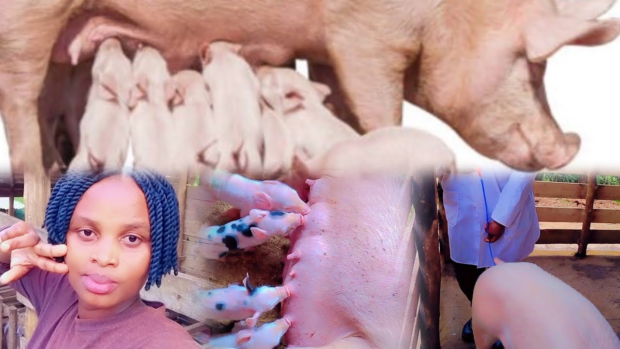 Вот почему ваши свиньи рожают меньше поросят. А вы сделали всё возможное, чтобы #быстро получить ...