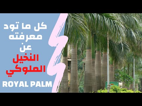 كل ما تريد معرفته عن النخيل الملوكي النخيل الرخامي  
