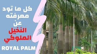 كل ما تريد معرفته عن النخيل الملوكي ( النخيل الرخامي ) Royal Palm