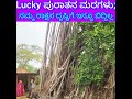 ನಮ್ಮ ರಾಕ್ಷಸ ದೃಷ್ಟಿಗೆ ಬೀಳದೆ ಉಳಿದಿರುವ Ancient Trees, ಅಶ್ವತ್ಥ ಮತ್ತು ಗೋಳಿ Naga Bana or Daivastana