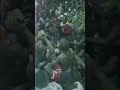 VIBE LA DJ MAPODA KWENYE MKESHA WA MWENGE VIBE LA DJ MAPODA KWENYE MKESHA WA MWENGE