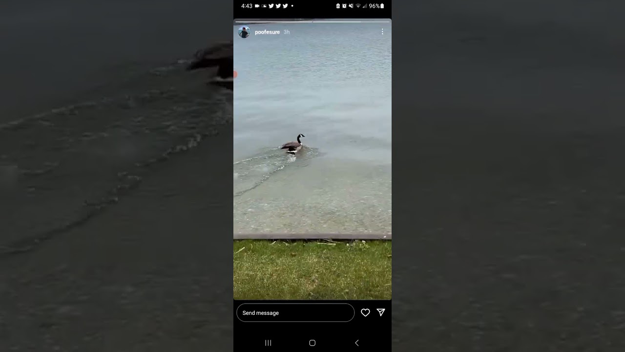 Poofesure Encountered a Goose! 