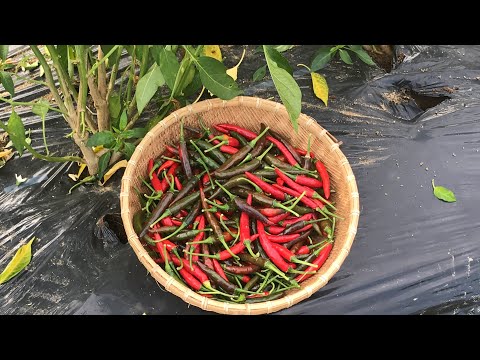 พริกจินดาดำ | เก็บพริกแดง ทำพริกแห้ง | Chilli Harvest 2019/08/24