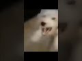 Dog Laugh Meme Youtube Viralvideo
