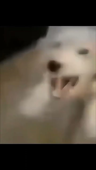 Dog laugh meme #youtube #viralvideo