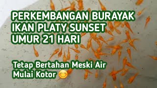 Perkembangan Burayak Ikan Platy Sunset Umur 21 Hari Tetap Bertahan Meski Air Mulai Kotor