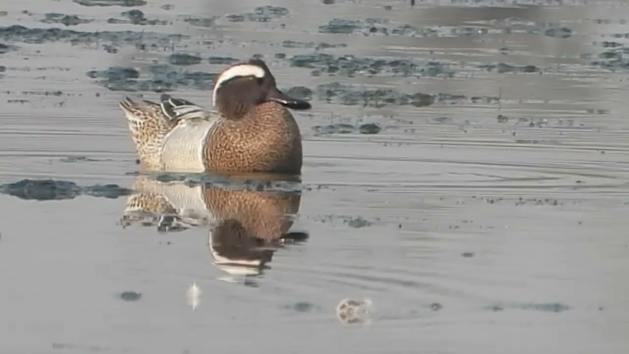 Garganey, kudan lake, Boisar
