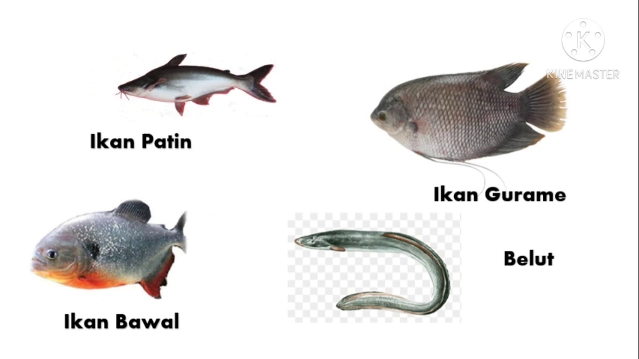 770 Koleksi Gambar Hewan Hidup Di Air Gratis Terbaru