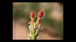 Conifers 1 Pine Life Cycle