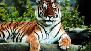 Dschinghis Khan - Tiger, Tiger chords