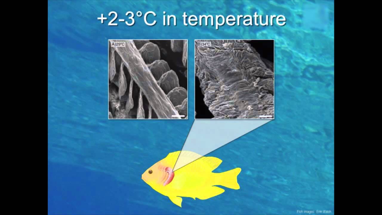 Media | Dr. Jodie Rummer