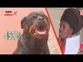 Incroyable dcouvrez  combien de millions il a achet son chien rottweiler