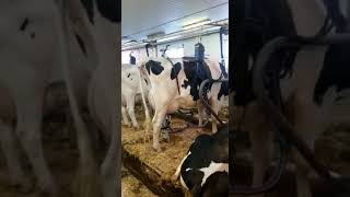 top top denmark 40116 40120 40127 breed 👦🙄