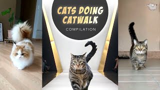 CATS DOING CATWALK | CATWALK COMPILATION | TIKTOK CAT VIDEO | USE THIS SOUND & SHOW YOUR CATWALK