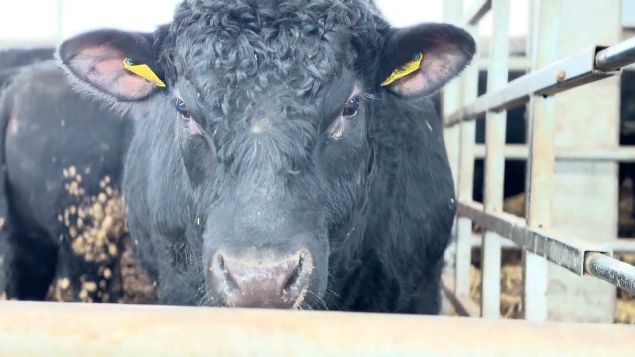 Top-quality #bulls are raised on our farm — premium #veal and beautifully #marbled #beef #viral 