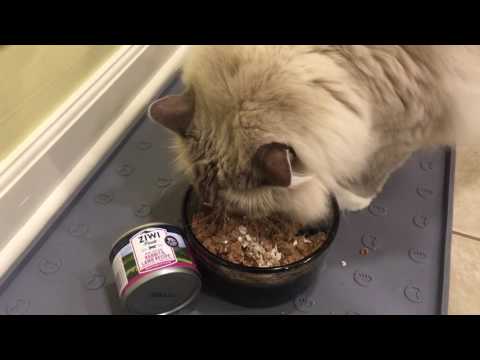 ziwipeak-canned-cat-food-rabbit-and-lamb-product-review---floppycats