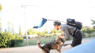 I met a dog | Camino de Santiago