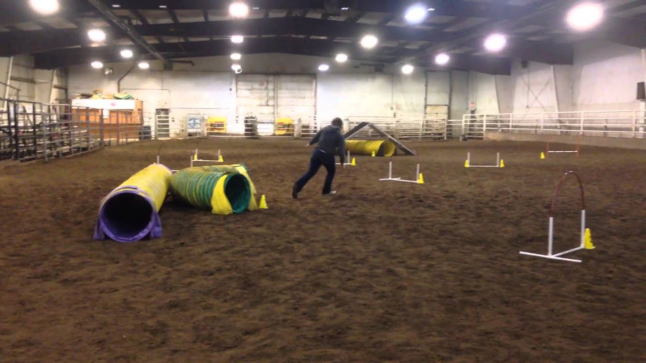 Lakeland agility Madden YouTube