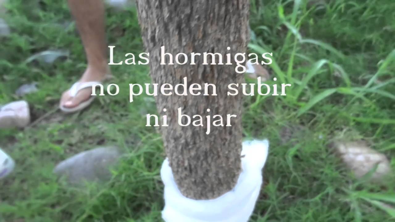 Cómo evitar que las hormigas destruyan tu Fresno - YouTube