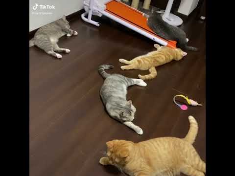 वीडियो: बिल्लियों में दिल का दौरा