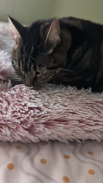 Biscuit making tabby girl 😍🧡🐾#catshorts #youtubeshorts #music #catlovers #tabbycat