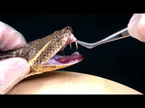 Видео: Как да се предпазите от змии