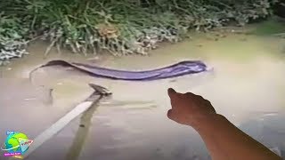 Rekor Baru Hidup Ratusan Tahun Ditemukan Ikan Lele Terbesar Di Dunia Di Bekas Galian...