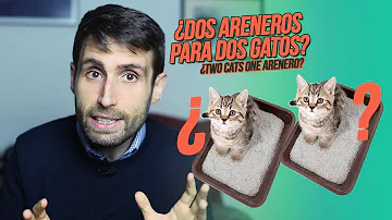 ¿Se puede utilizar la misma caja sanitaria para dos gatos?