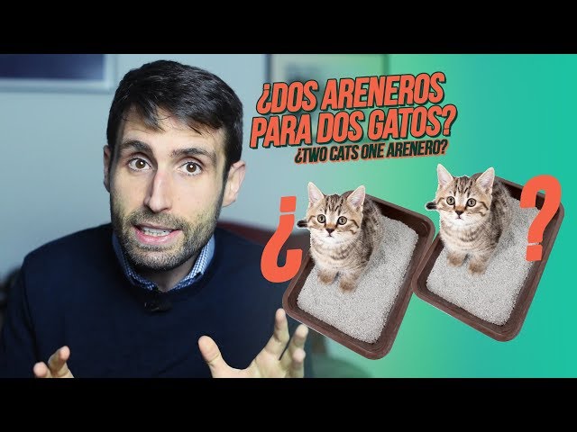 Cuántos areneros para gatos necesitamos? - La Clinica Veterinaria