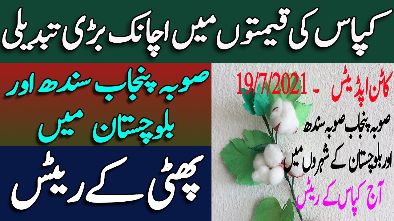 Today Cotton Prices in pakistan 2021 !! Today cotton rates updates