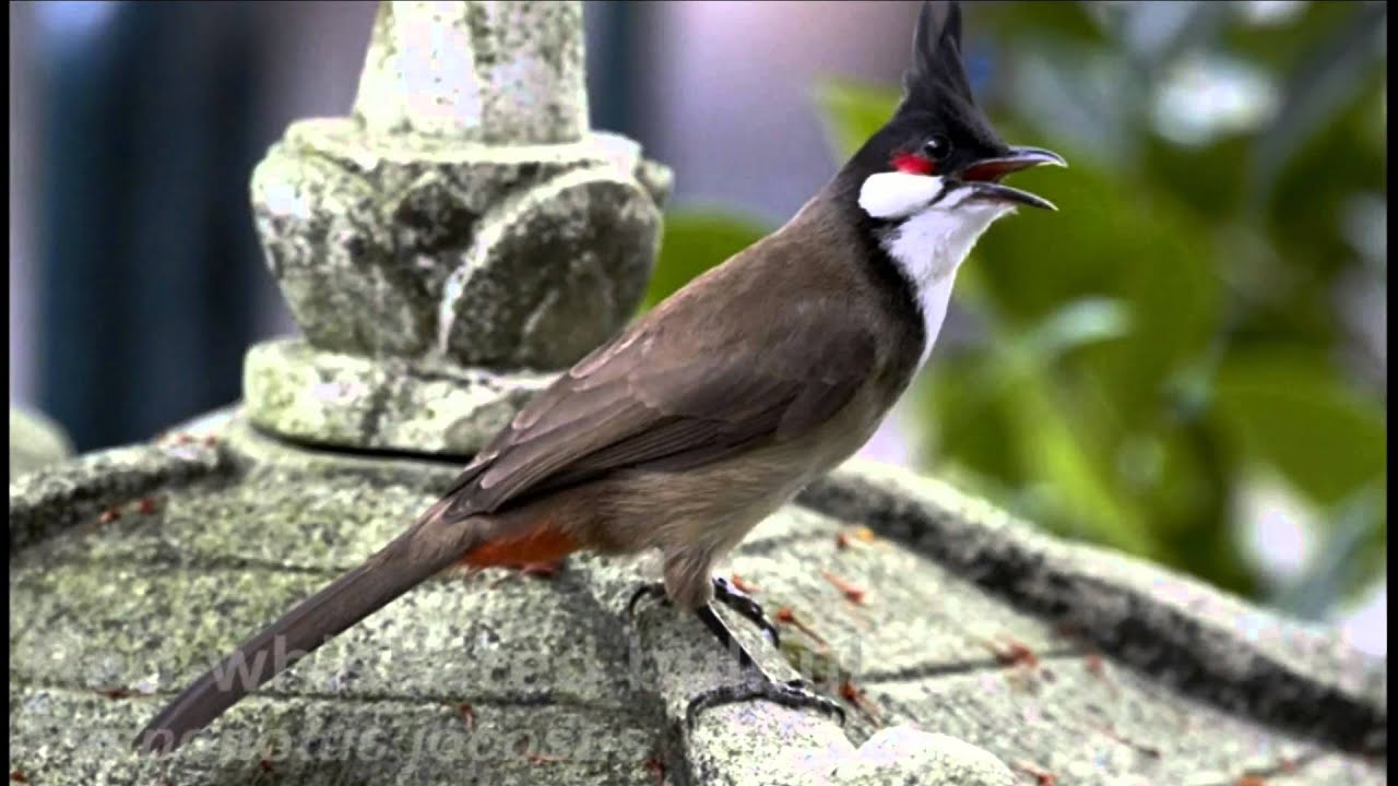 New and Emerging Pest Animals