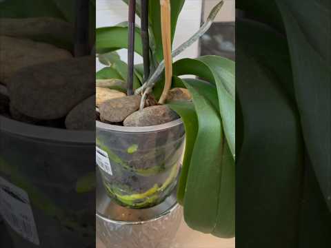 Видео: Как заменить горшок с орхидеями: 14 шагов (с иллюстрациями)