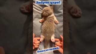 Доброе утро понедельник #shorts #котики #милота