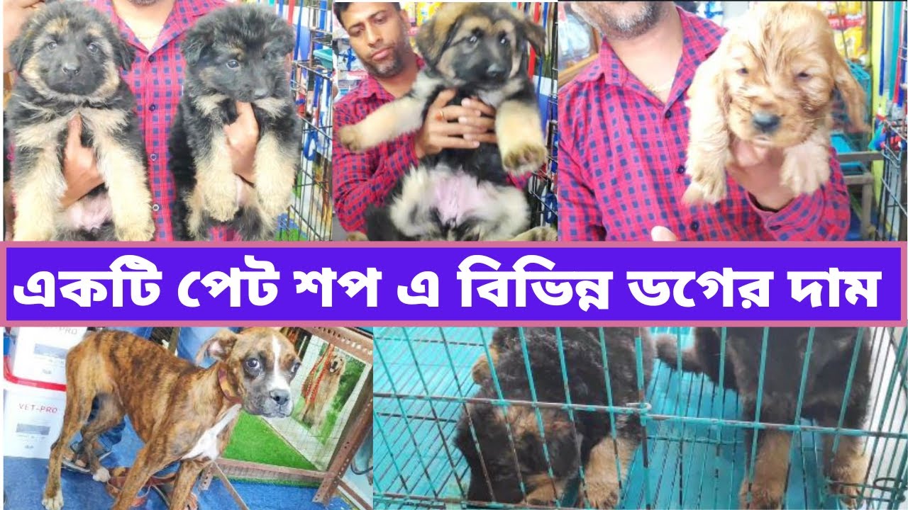 DOG PUPPY SHOP AT SILIGURI PET CLINIC PETS MEDICINE & ACCESSORIES AVAILABLE YouTube